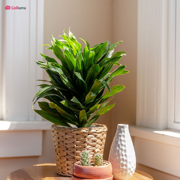 دلیل لکه‌دار شدن برگ‌های دراسنا‌ کامپکت