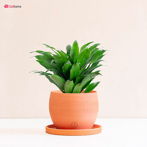 دلیل پژمرده شدن گیاه دراسنا کامپکت