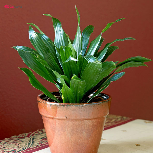 دمای مناسب برای نگهداری گیاه دراسنا کامپکت