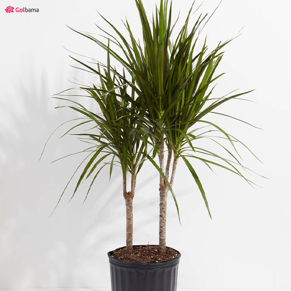 دمای مورد نیاز برای گیاه دراسنا پرچمی