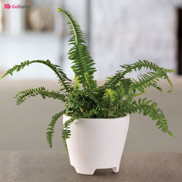 مشکلات نگهداری سرخس شمشیری