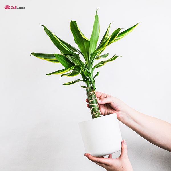 فضای مناسب برای نگهدای از گیاه دراسنا کامپکت