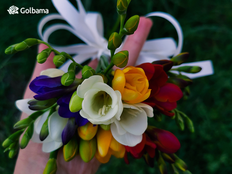 گل فریزیا – گل فوق‌العاده جذاب