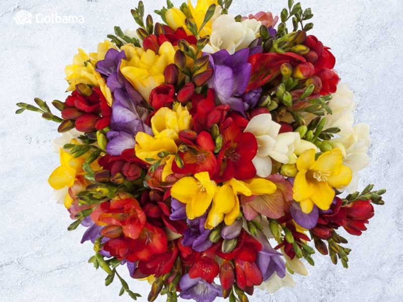 گل فریزیا با رنگ‌های شاد و متنوع