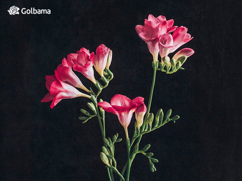 گل فریزیا نماد دوستی و رفاقت