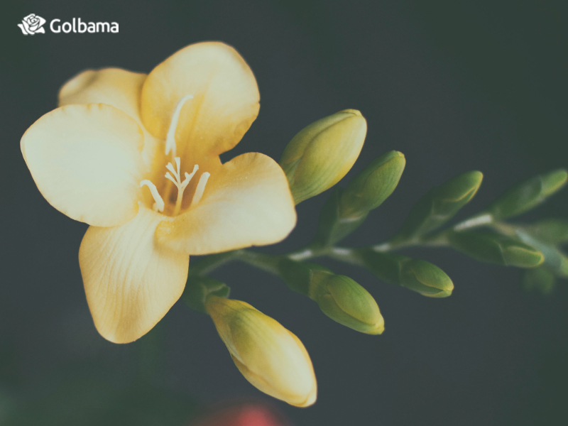 گل فریزیا نماد پاکی و معصومیت