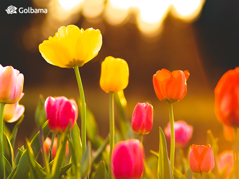گل لاله (Tulip) بهترین قیمت + ارسال فوری | گل فروشی گل باما
