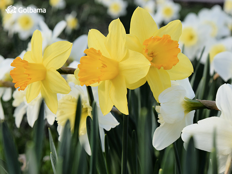 گل نرگس و رنگ‌های مختلف آن