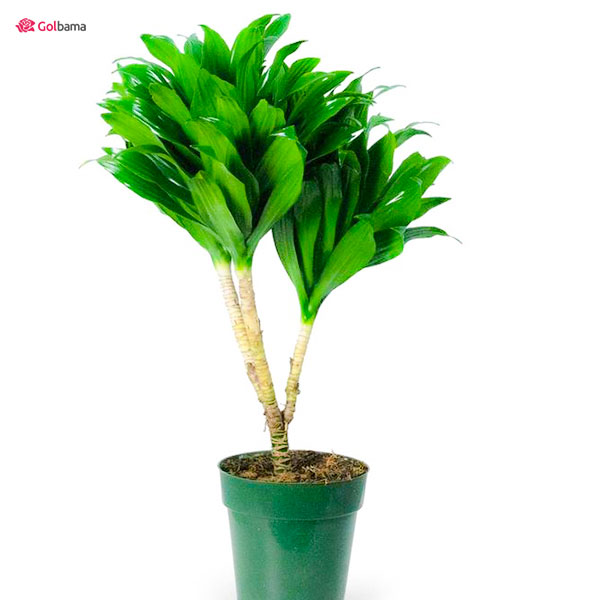 گلدهی گیاه دراسنا کامپکت