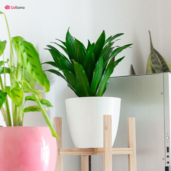 گیاه دراسنا کامپکت ابلق