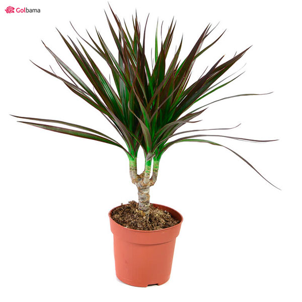 گیاه دراسنا پرچمی