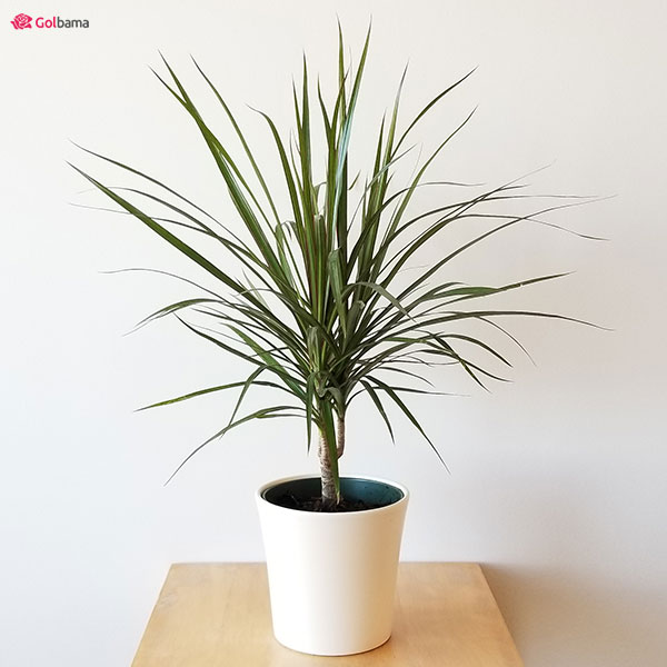 گیاه دراسنا پرچمی به دور از دسترس حیوانات خانگی