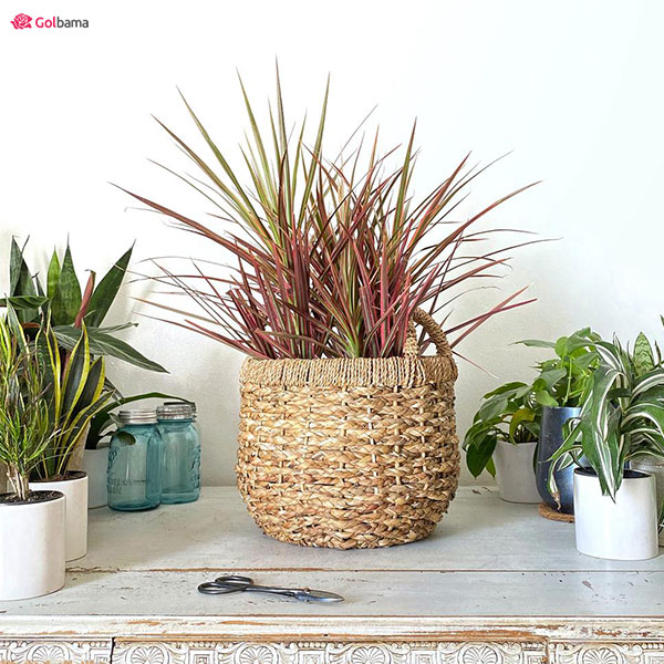 گیاه دراسنا پرچمی قرمز