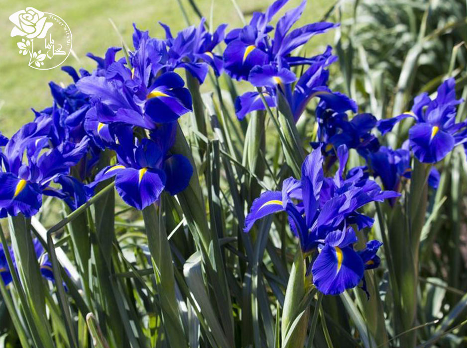 گل زنبق جادوی آبی یا همان زنبق هلندی، به رنگ بنفش تیره است و در انتهای آن نقطه‌های زرد روشن وجود دارد.