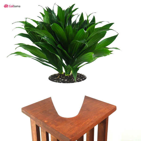 هرس کردن دراسنا کامپکت