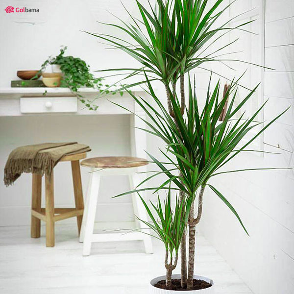 خاک مناسب برای رشد گیاه دراسنا پرچمی