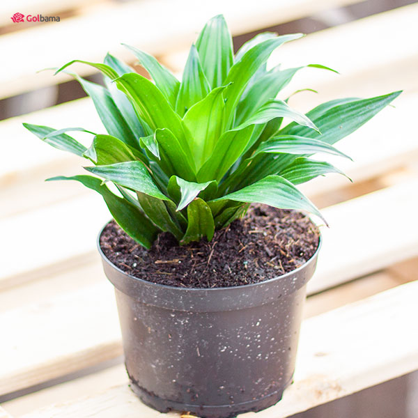 خاک مطلوب برای رشد بهترِ گیاه دراسینا کامپکت