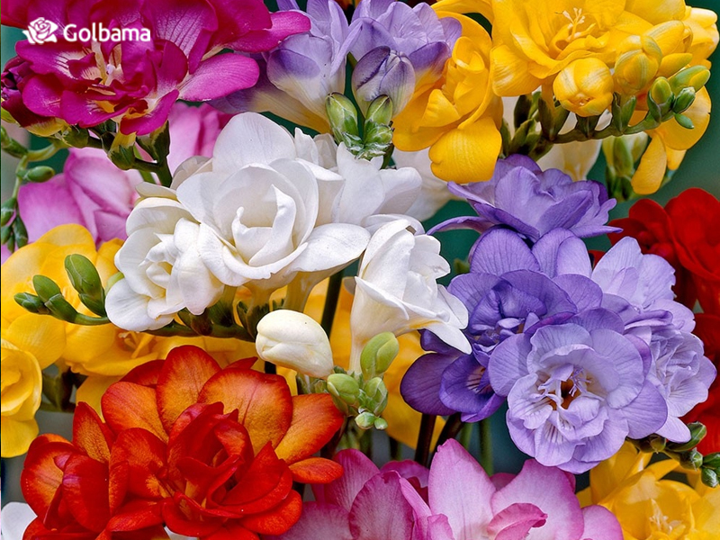 نکات نگهداری از گل شاخه‌ای فریزیا