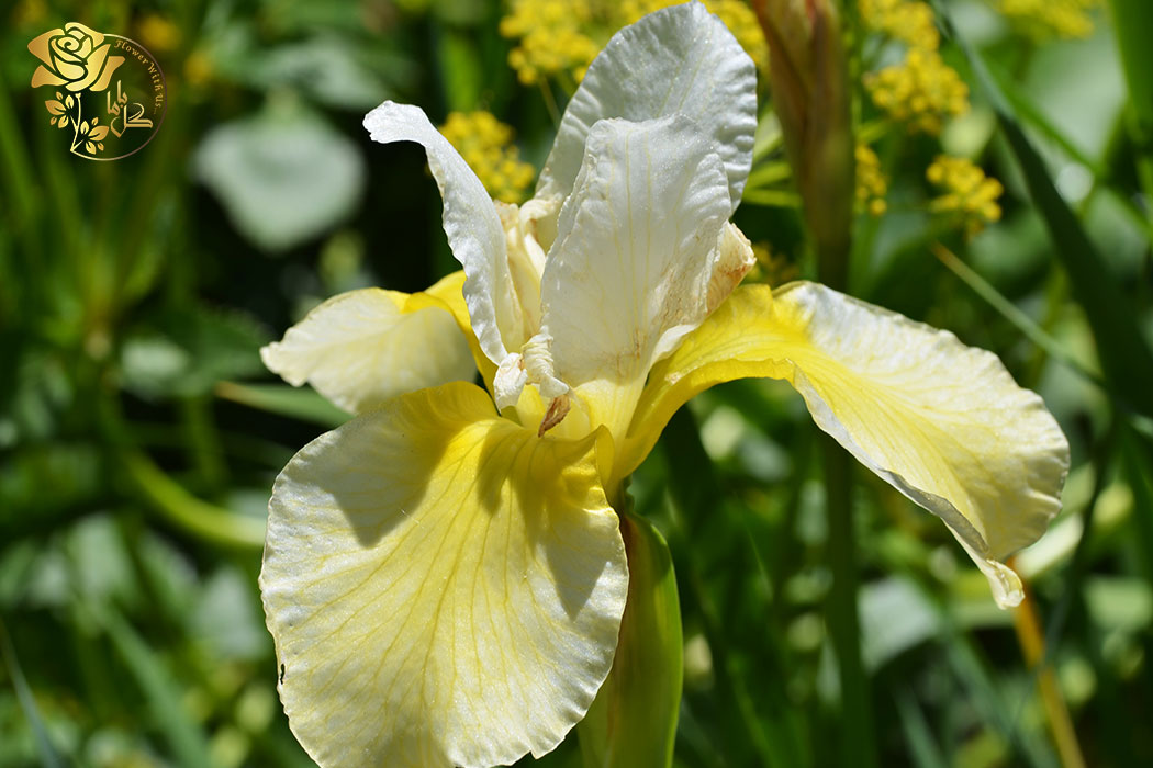 گل زنبق کره و شکر که گلبرگ‌های سفید و کاسه‌ای به رنگ زرد روشن دارد و در حاشیه برکه رشد میکند.