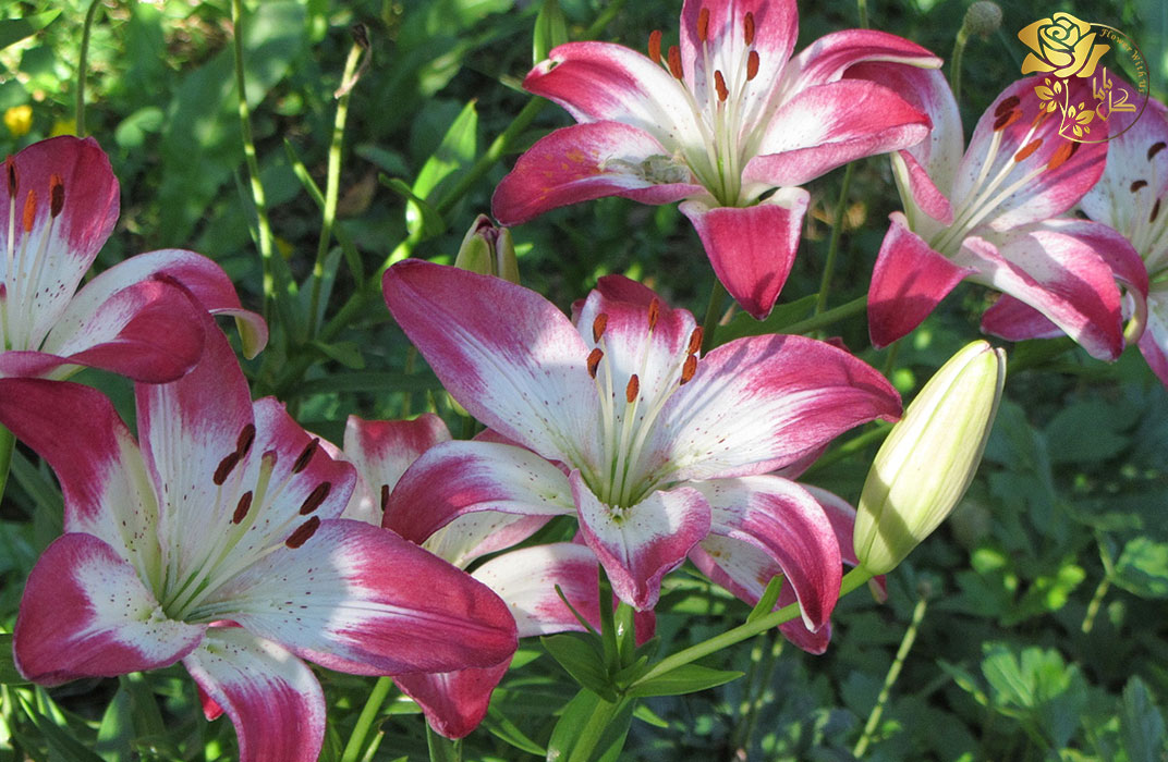 گل لیلیوم لالی پاپ