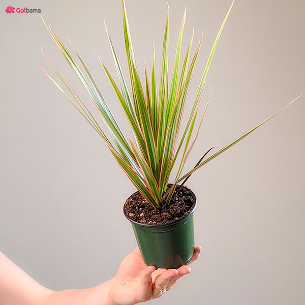 علت لکه‌دار شدن برگ‌های دراسنای پرچمی