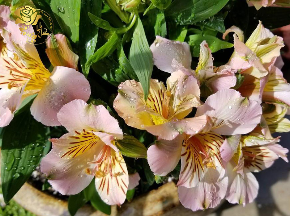 آلسترومریای لیگتو با نام گل خیابان مارتین شناخته می شود و در هر باغچه‌ای چشم نواز و زیباست.