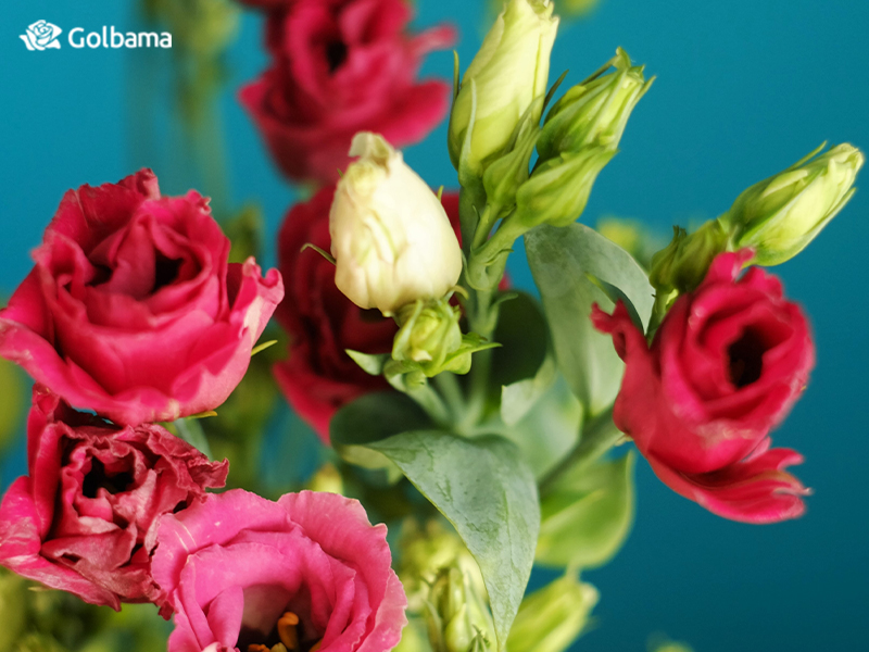 لیسانتوس قرمز