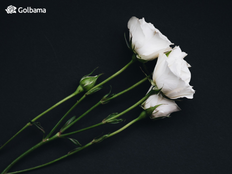 لیسانتوس سفید