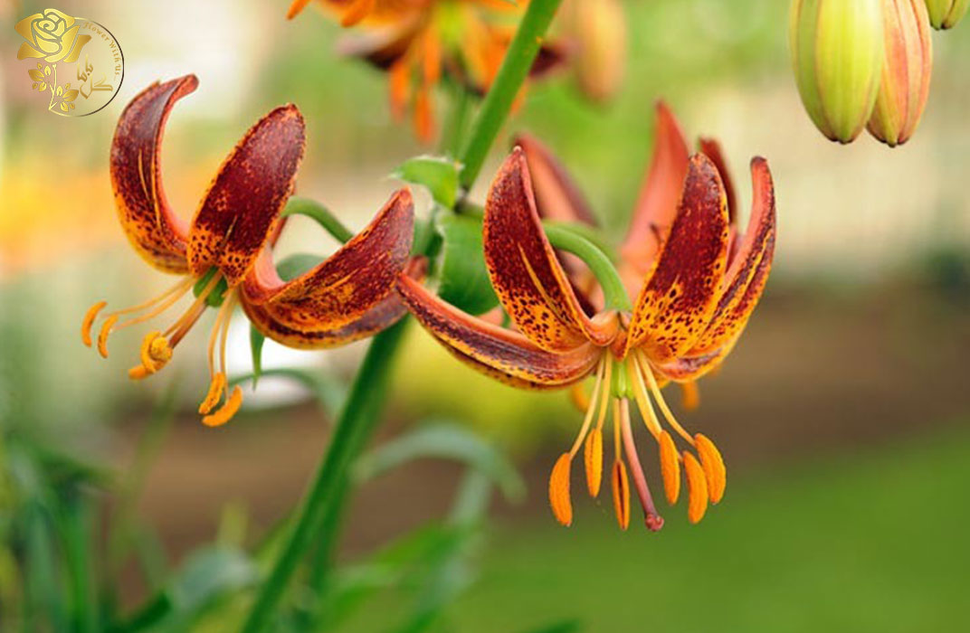 گل لیلیوم مارتاگون