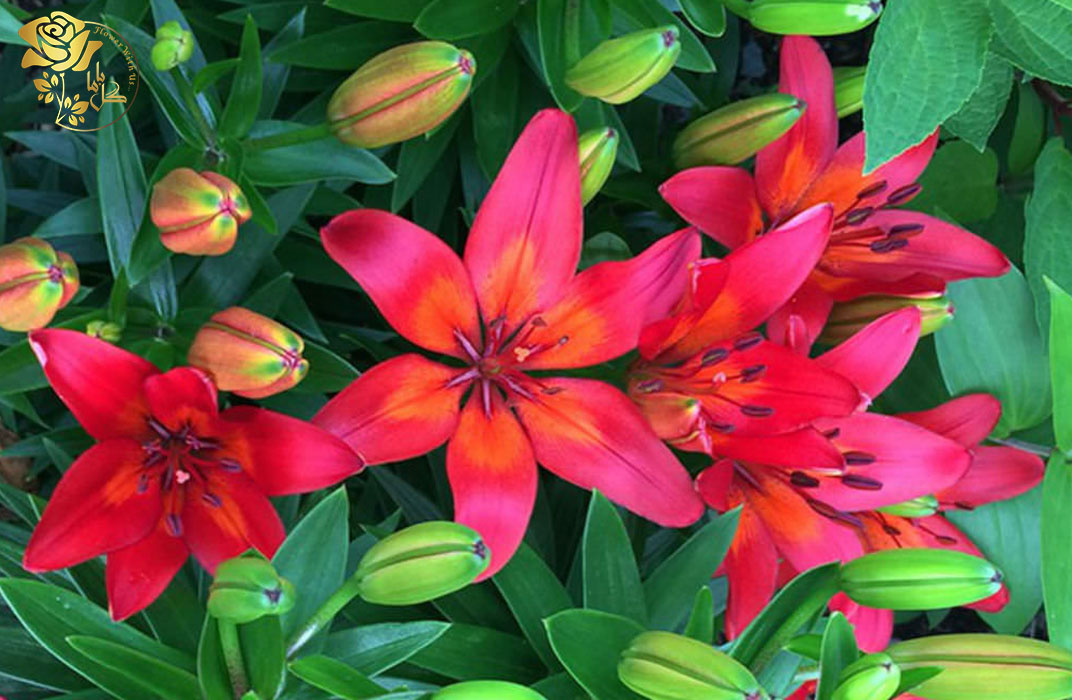 خرید اینترنتی گل لیلیوم از گل فروش آنلاین گل باما