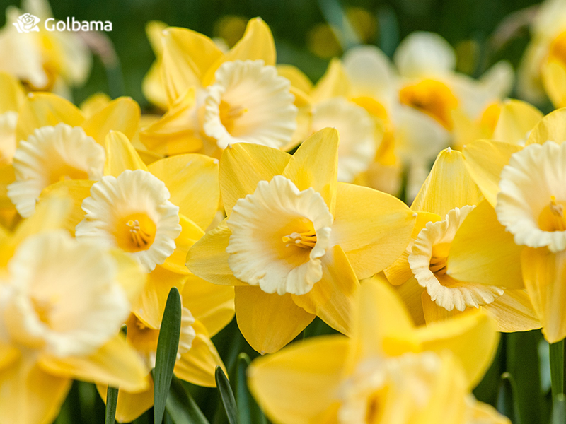 معنای گل شاخه‌ای نرگس