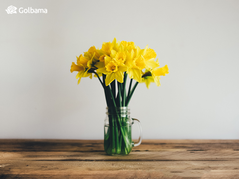 عمر گل نرگس در گلدان