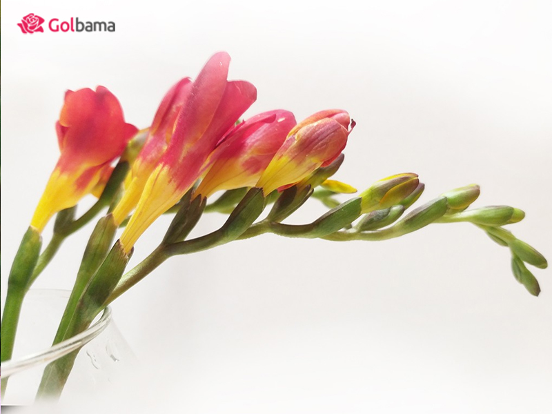 مراقبت‌های ویژه از گل شاخه‌ای فریزیا