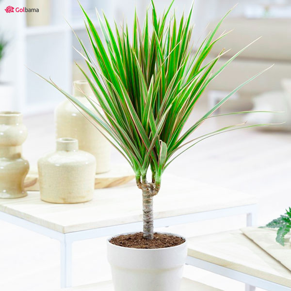 معرفی گیاه دراسنا پرچمی و نکات نگهداری از آن