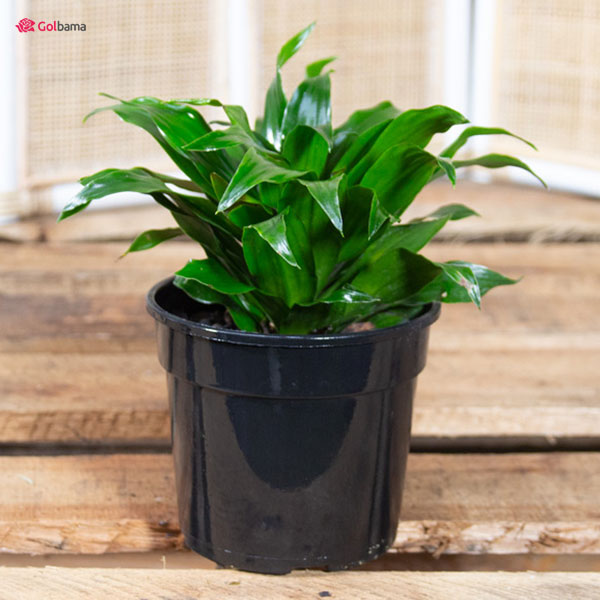 مشکل زرد شدن برگ‌های دراسنا کامپکت