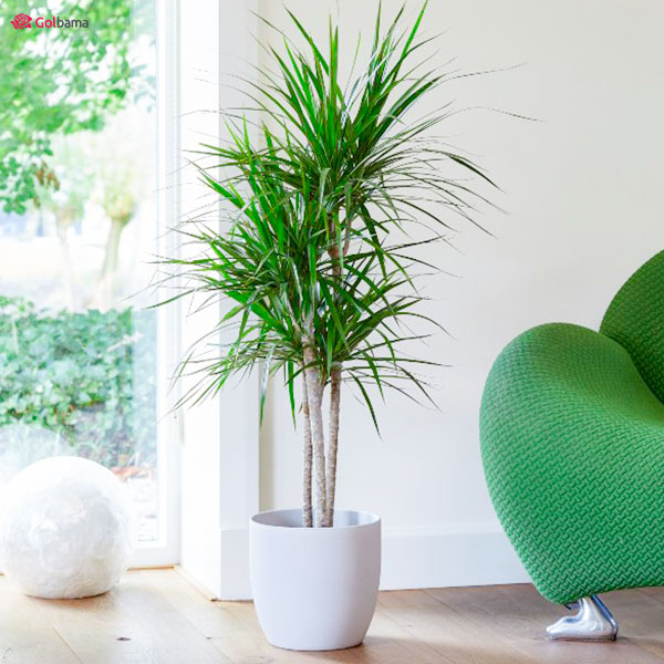 میزان رطوبت برای گیاه دراسنا پرچمی