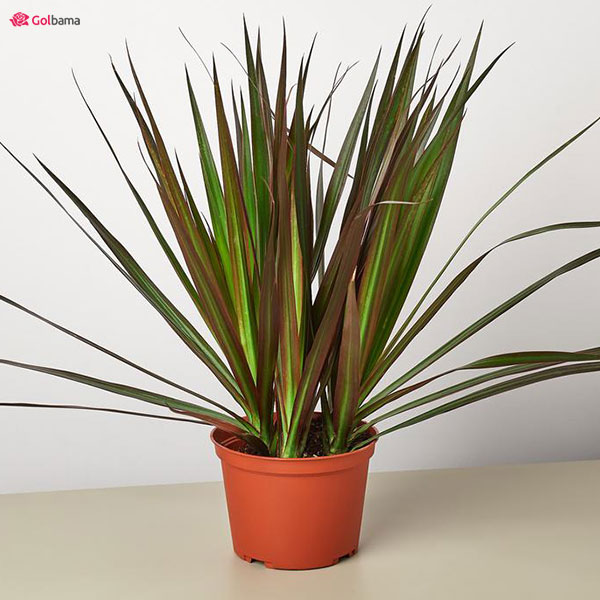 میزان و زمان آبیاری گیاه دراسنا‌ پرچمی