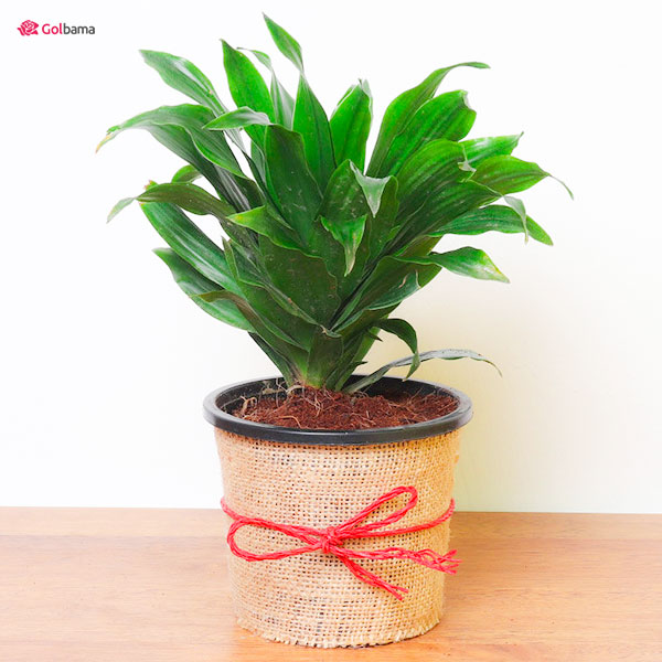 نگهداری از گیاه دراسنا کامپکت با آبدهی مناسب