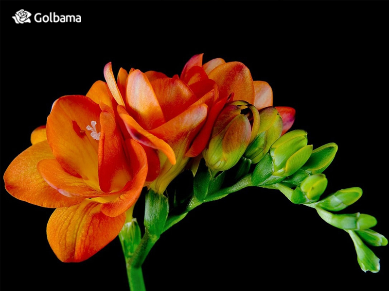 نکات نگهداری از گل شاخه‌ای فریزیا