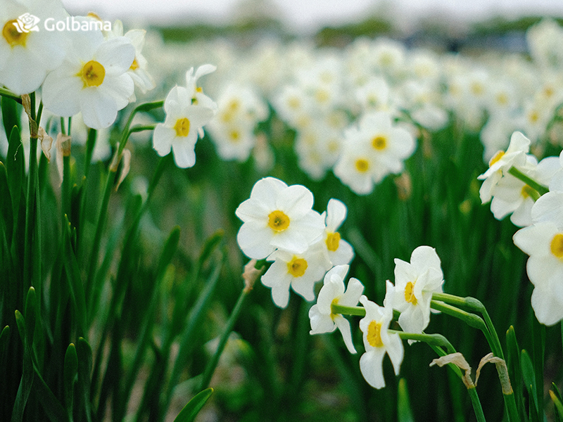 نکات نگهداری از گل شاخه‌ای نرگس