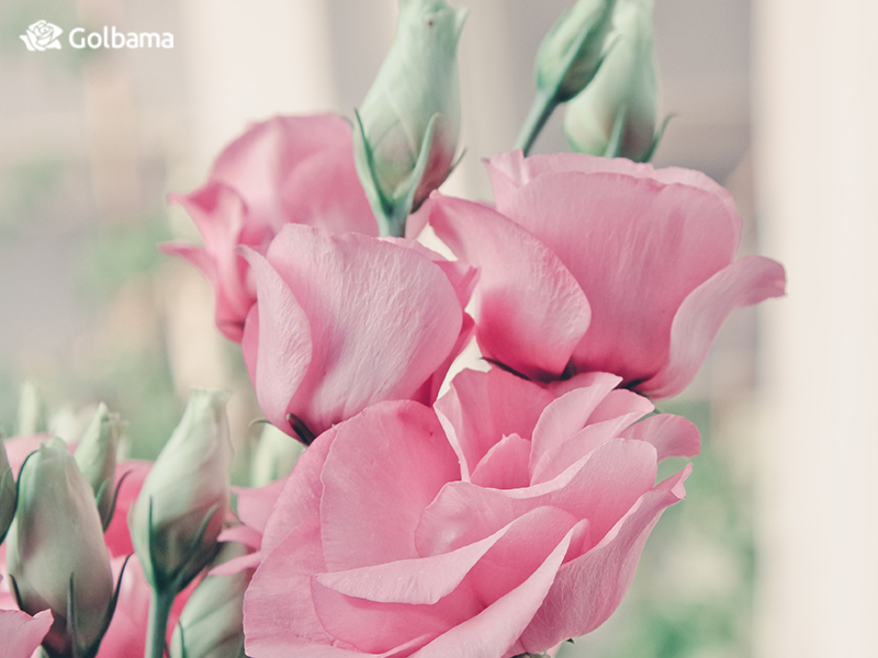 نمادشناسی گل لیسانتوس