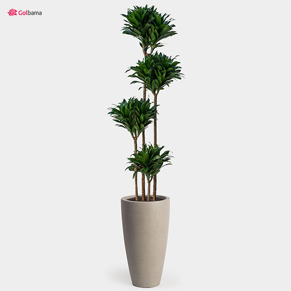 نور مورد نیاز گیاه دراسنا کامپکت