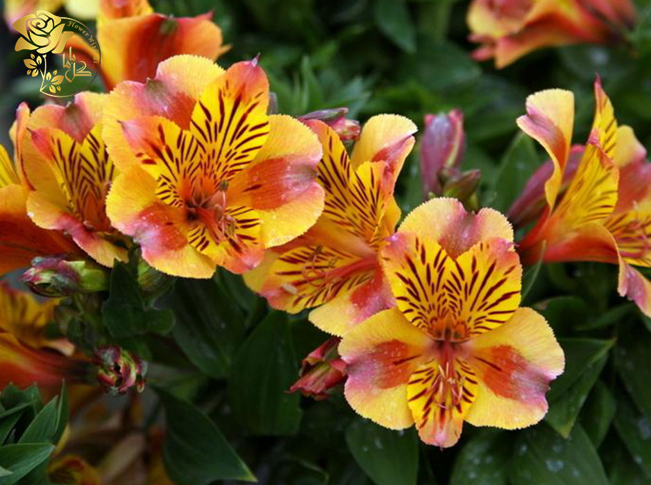 گل آلسترومریا پرنسس دایانا بسیار چشم نواز است.