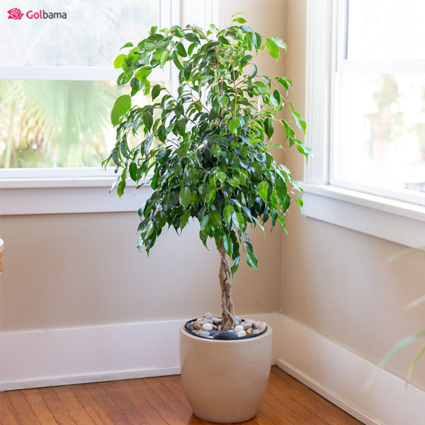 گل آپارتمانی فیکوس بنجامین