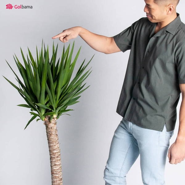 خرید گیاه آپارتمانی یوکا خنجری