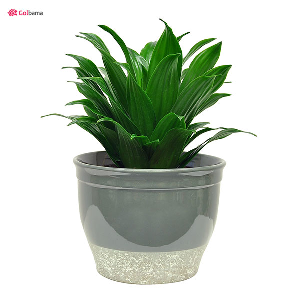 قیمت دراسنا کامپکت