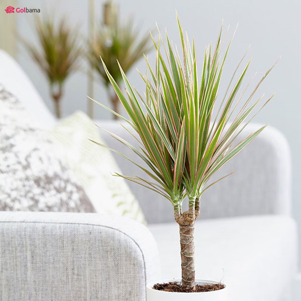 قیمت گیاه دراسنا پرچمی