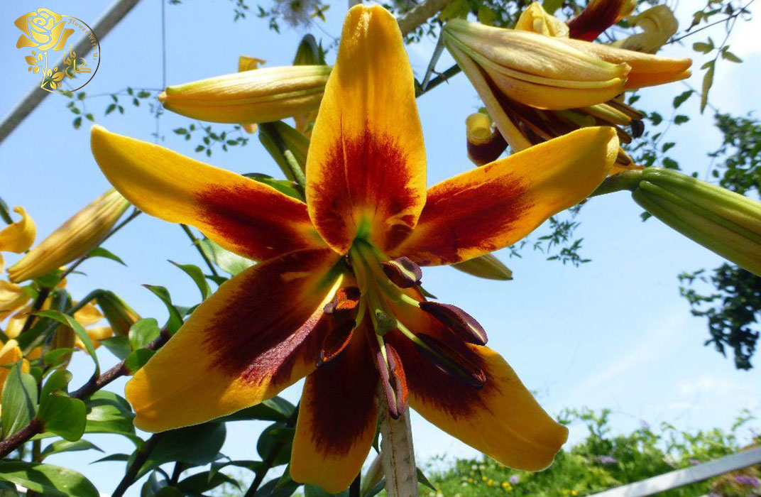 گل لیلیوم رابرت سوانسن