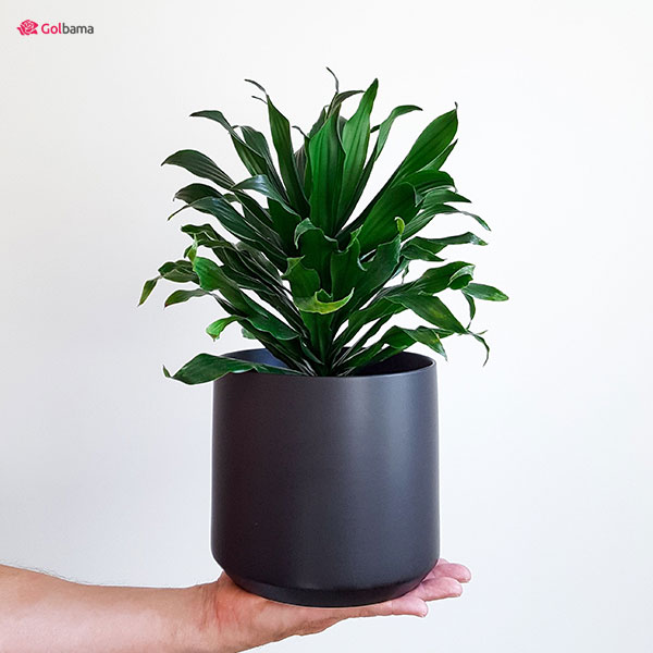 رازهای نگفته درباره‌ی دراسنا کامپکت Dracaena Compact