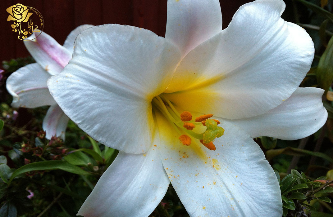 گل لیلیوم رگال